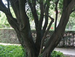 Watching behind a tree