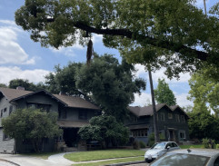 Spying from the tree